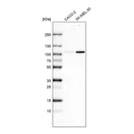 Atlas Antibodies Anti-SOX6 Antibody