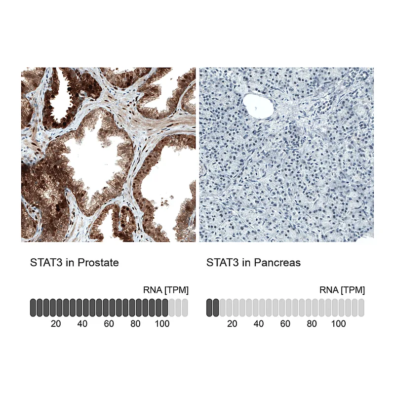 Atlas Antibodies Anti-STAT3 Antibody