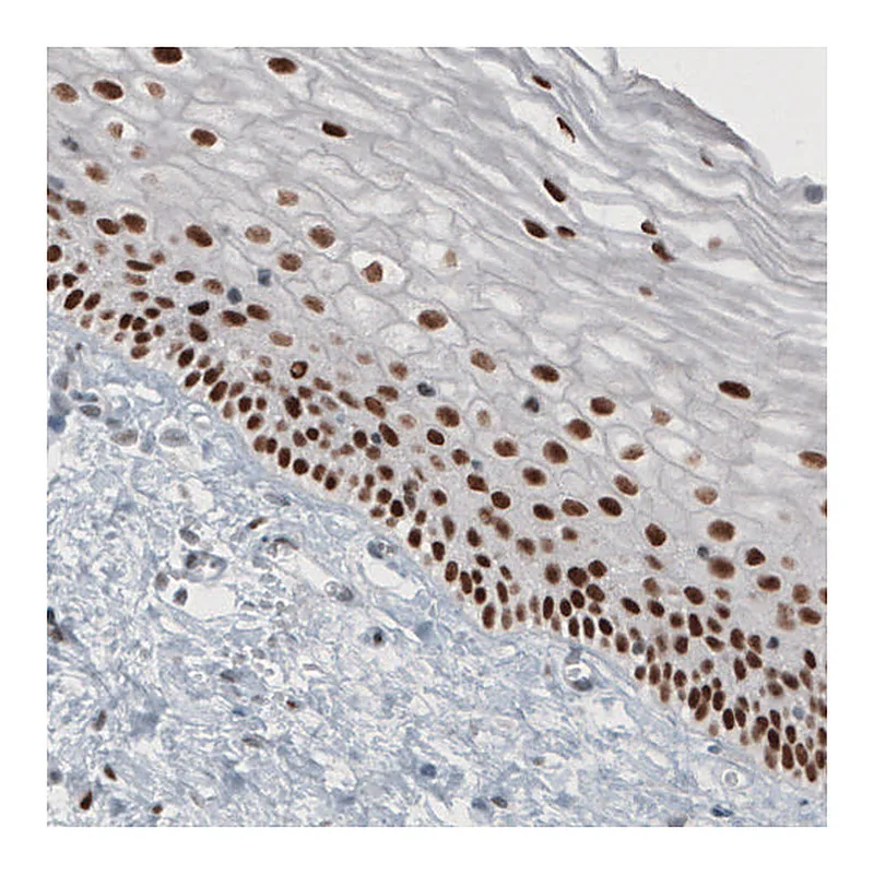 Atlas Antibodies Anti-TLE3 Antibody