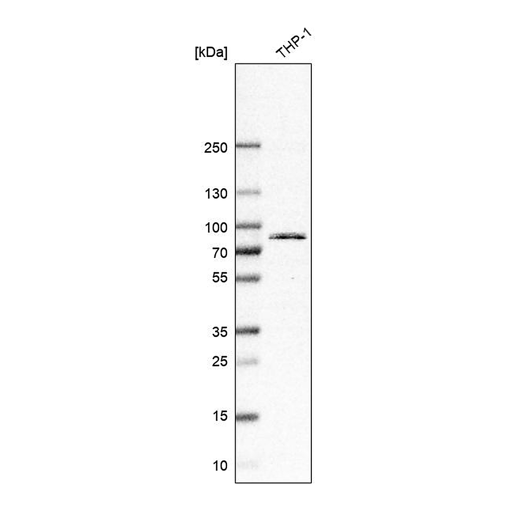 Atlas Antibodies Anti-TLR2 Antibody