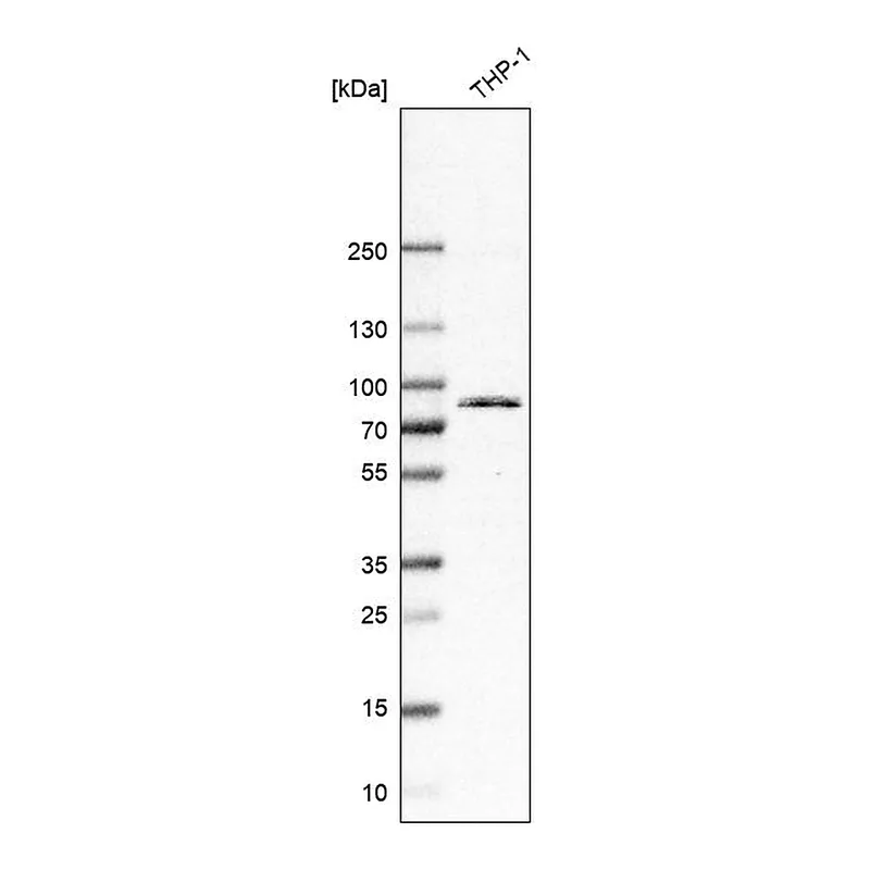 Atlas Antibodies Anti-TLR2 Antibody