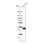 Atlas Antibodies Anti-TNFRSF18 Antibody