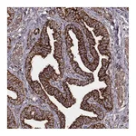 Atlas Antibodies Anti-TUFM Antibody