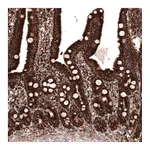 Atlas Antibodies Anti-TUFM Antibody