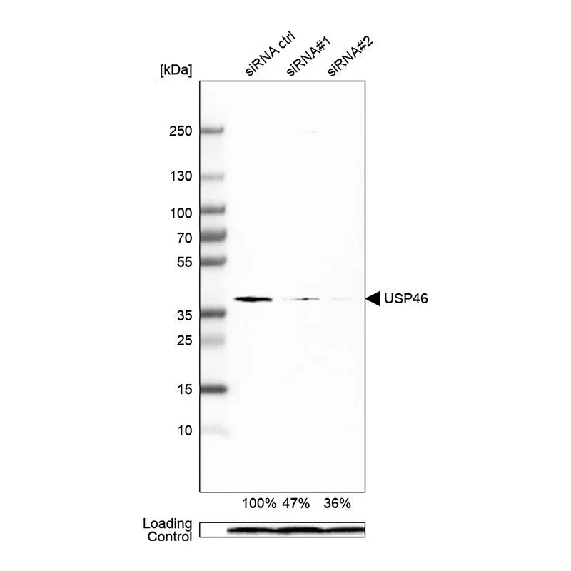 Atlas Antibodies Anti-USP46 Antibody