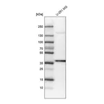 Atlas Antibodies Anti-USP46 Antibody