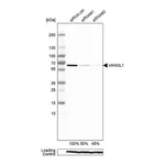 Atlas Antibodies Anti-VANGL1 Antibody