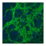 Atlas Antibodies Anti-VGAT Antibody