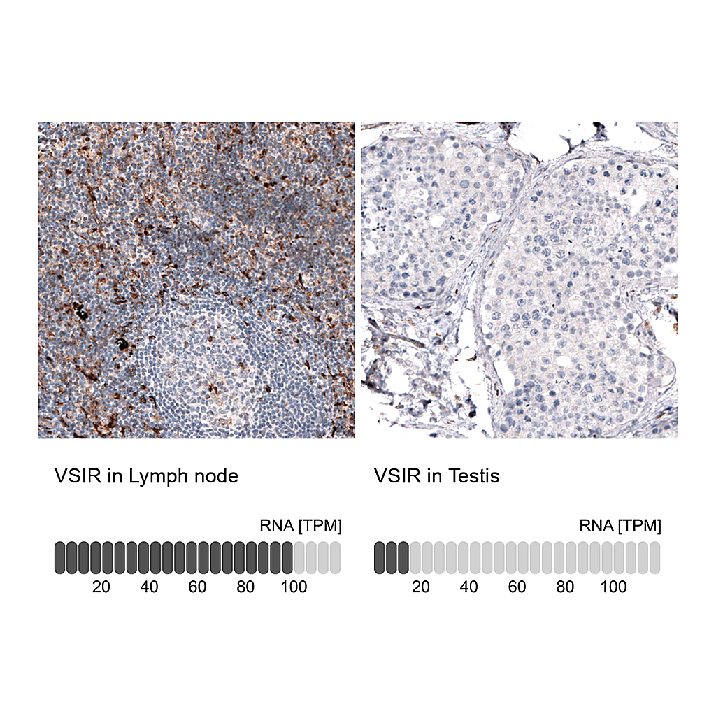Atlas Antibodies Anti-VSIR Antibody