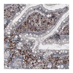 Atlas Antibodies Anti-VSIR Antibody