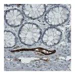 Atlas Antibodies Anti-VWF Antibody