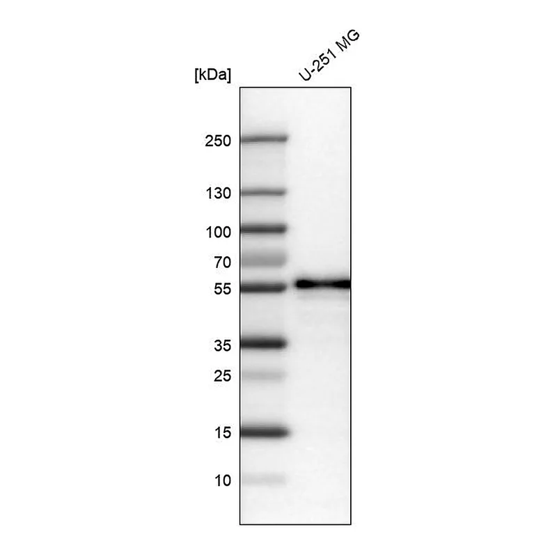 Atlas Antibodies Anti-WWTR1 Antibody