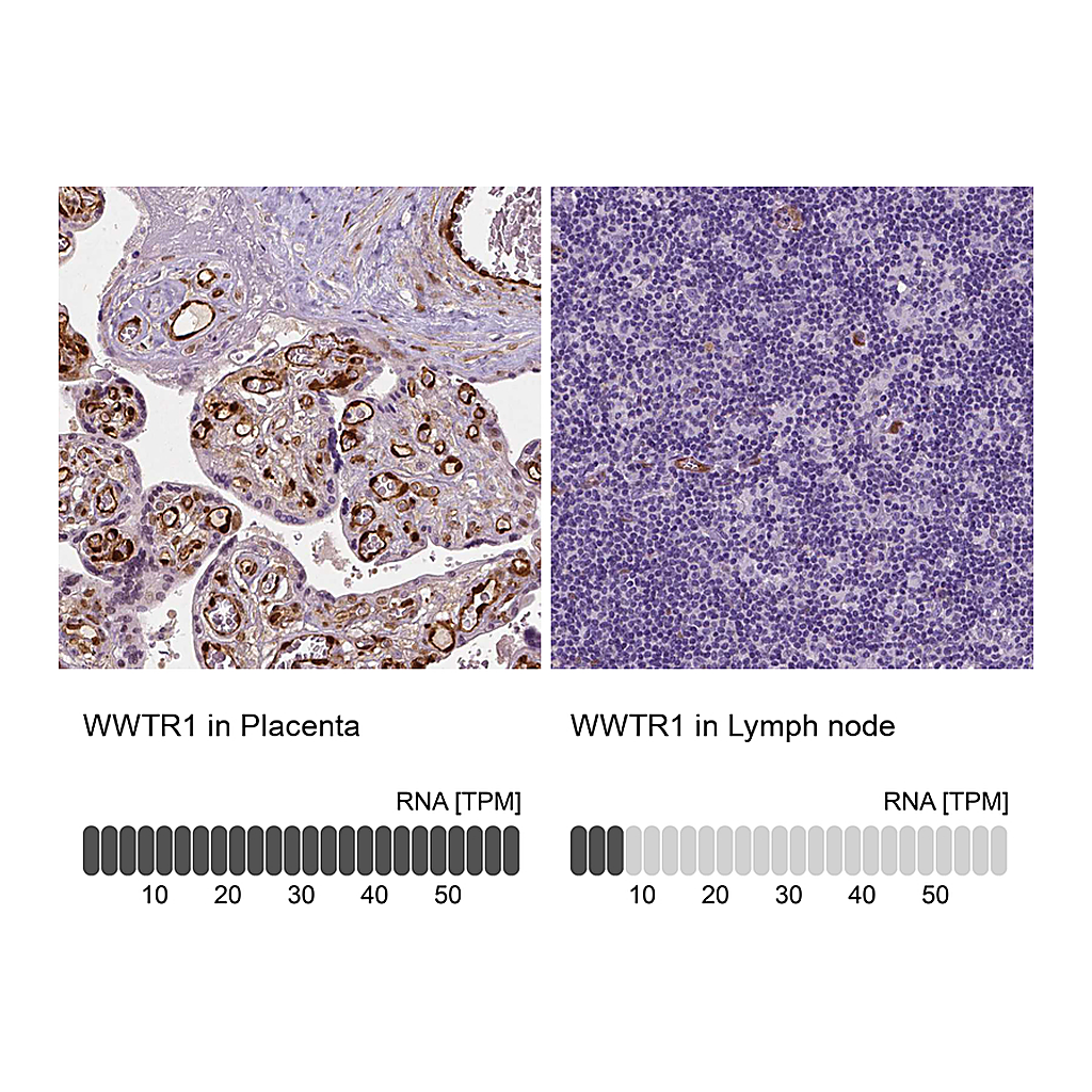 Atlas Antibodies Anti-WWTR1 Antibody