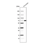 Atlas Antibodies Anti-ZNF10 Antibody