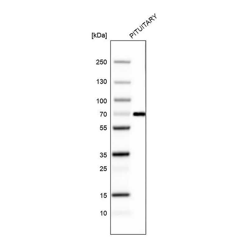 Atlas Antibodies Anti-ZNF10 Antibody