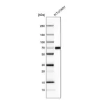 Atlas Antibodies Anti-ZNF10 Antibody