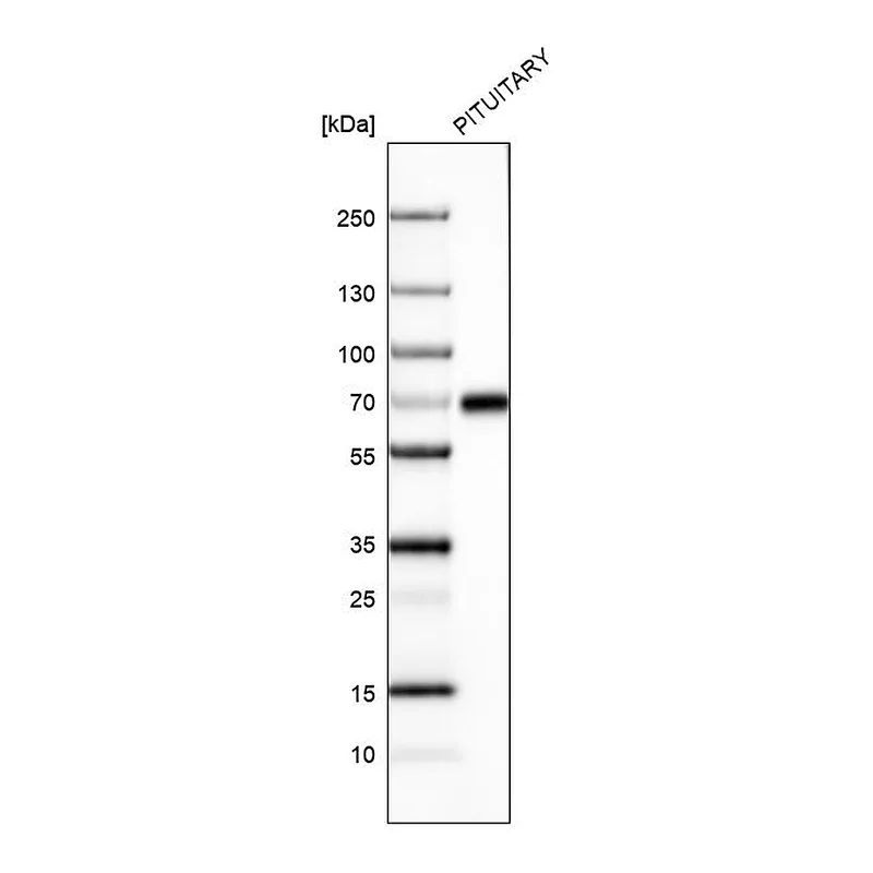 Atlas Antibodies Anti-ZNF10 Antibody