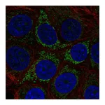 Atlas Antibodies Anti-A4GALT Antibody