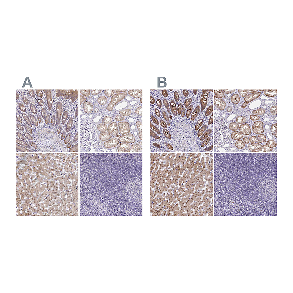 Atlas Antibodies Anti-A1CF Antibody