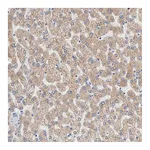 Atlas Antibodies Anti-AADAC Antibody