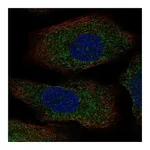 Atlas Antibodies Anti-AANAT Antibody
