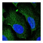 Atlas Antibodies Anti-AAMP Antibody