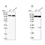 Atlas Antibodies Anti-AARS Antibody