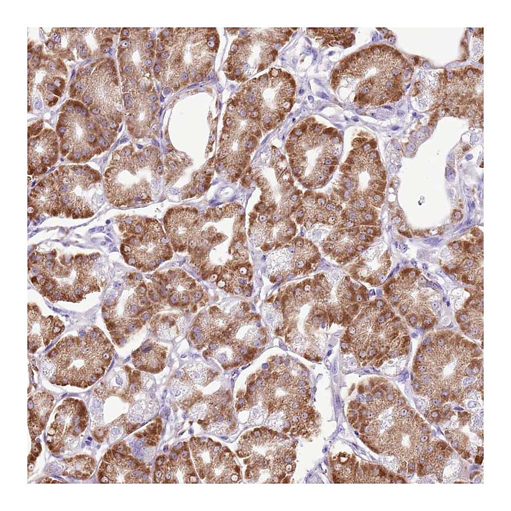 Atlas Antibodies Anti-AAR2 Antibody