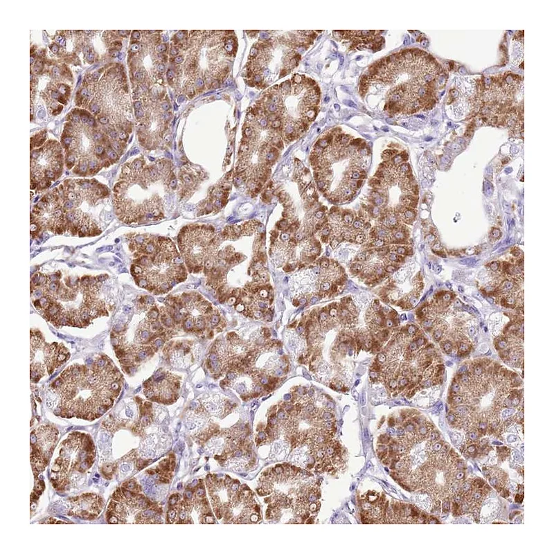 Atlas Antibodies Anti-AAR2 Antibody