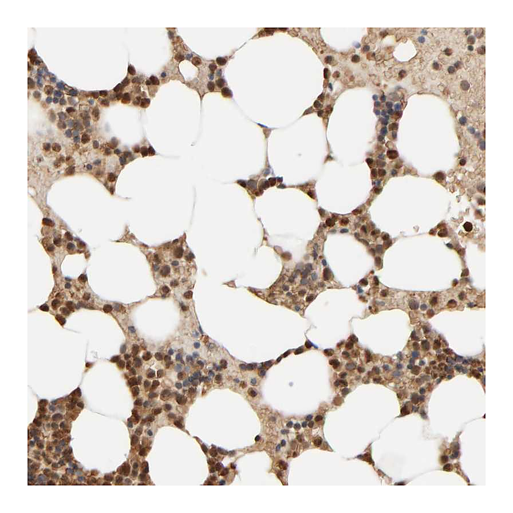 Atlas Antibodies Anti-AARSD1 Antibody