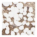 Atlas Antibodies Anti-AARSD1 Antibody