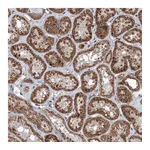 Atlas Antibodies Anti-AASDH Antibody