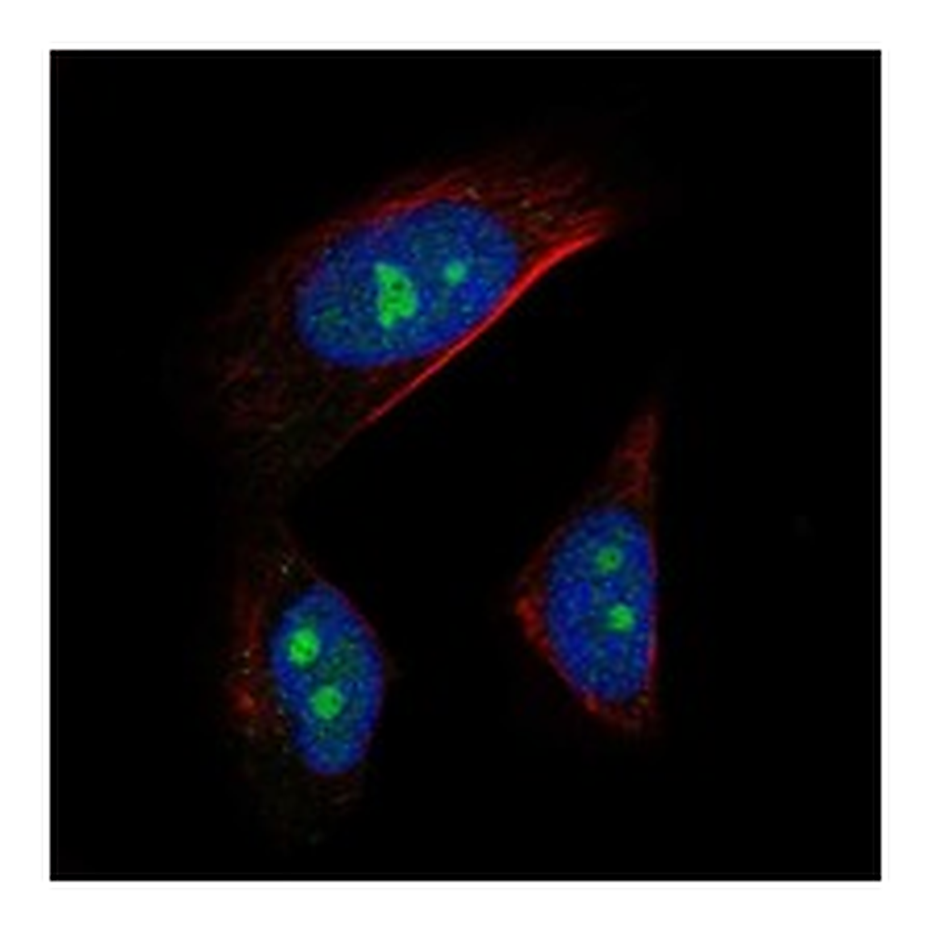 Atlas Antibodies Anti-AATF Antibody