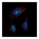 Atlas Antibodies Anti-AATF Antibody