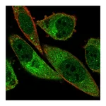 Atlas Antibodies Anti-ABCA13 Antibody