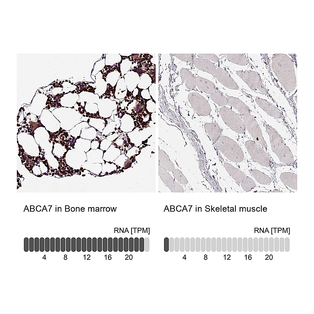 Atlas Antibodies Anti-ABCA7 Antibody