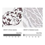 Atlas Antibodies Anti-ABCA7 Antibody