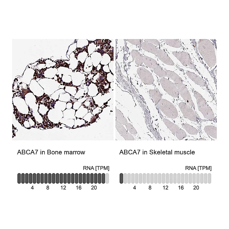 Atlas Antibodies Anti-ABCA7 Antibody