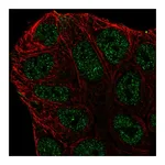 Atlas Antibodies Anti-ABCA6 Antibody
