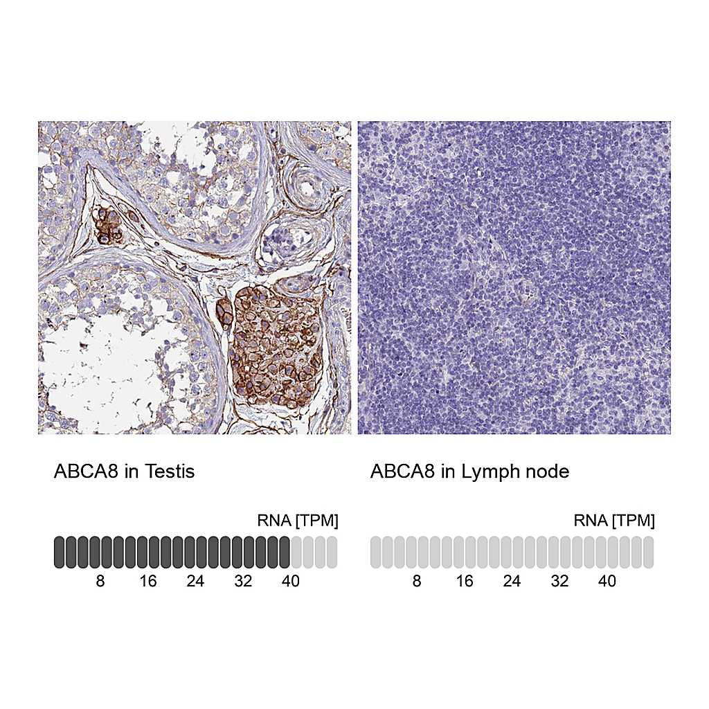 Atlas Antibodies Anti-ABCA8 Antibody