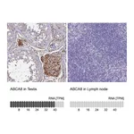 Atlas Antibodies Anti-ABCA8 Antibody