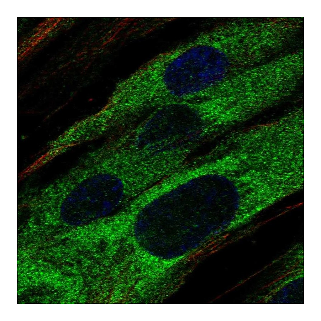 Atlas Antibodies Anti-ABCA9 Antibody