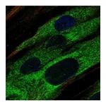 Atlas Antibodies Anti-ABCA9 Antibody