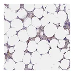 Atlas Antibodies Anti-ABCB10 Antibody