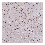 Atlas Antibodies Anti-ABCA9 Antibody