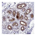 Atlas Antibodies Anti-ABCC10 Antibody