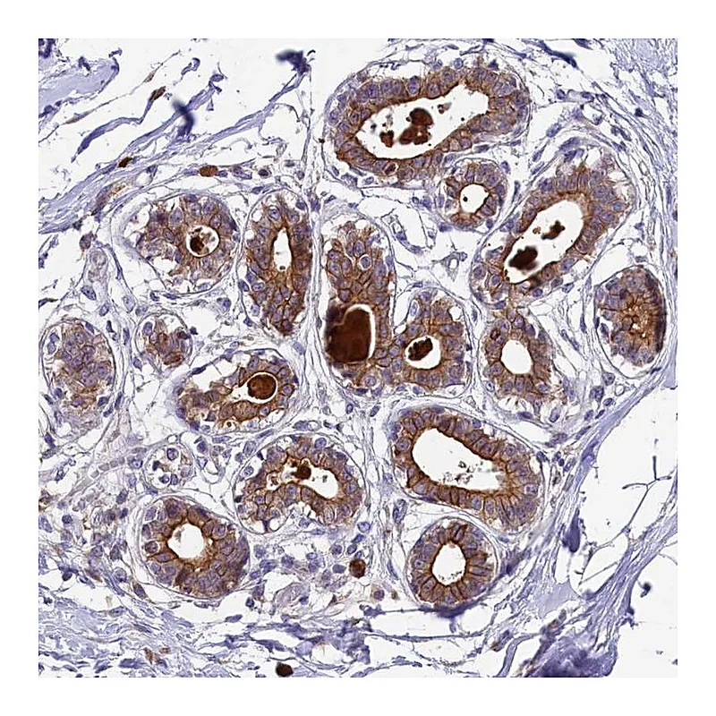Atlas Antibodies Anti-ABCC10 Antibody