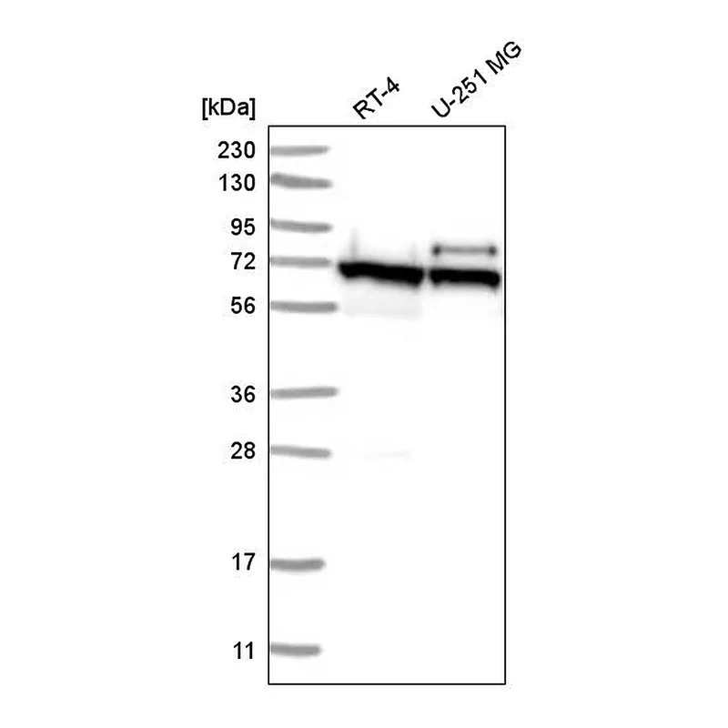 Atlas Antibodies Anti-ABCE1 Antibody