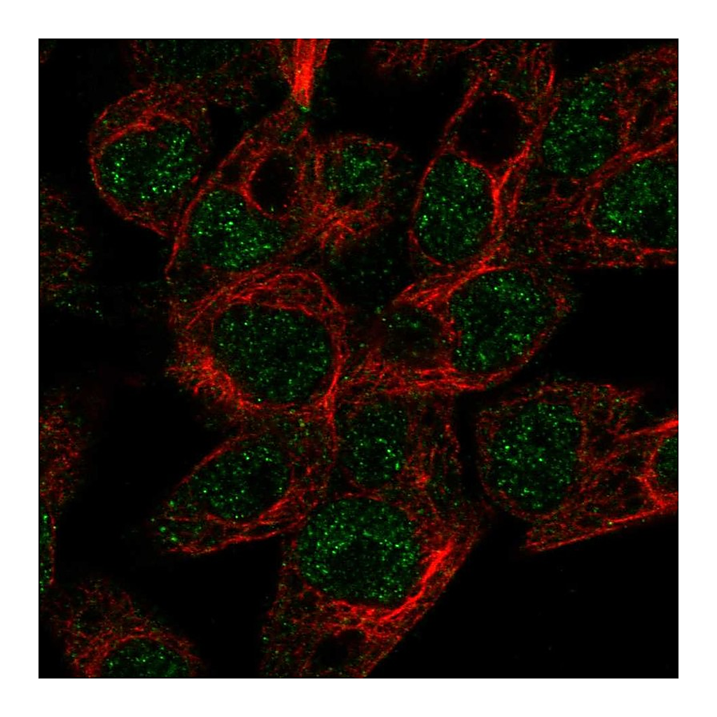 Atlas Antibodies Anti-ABCG5 Antibody