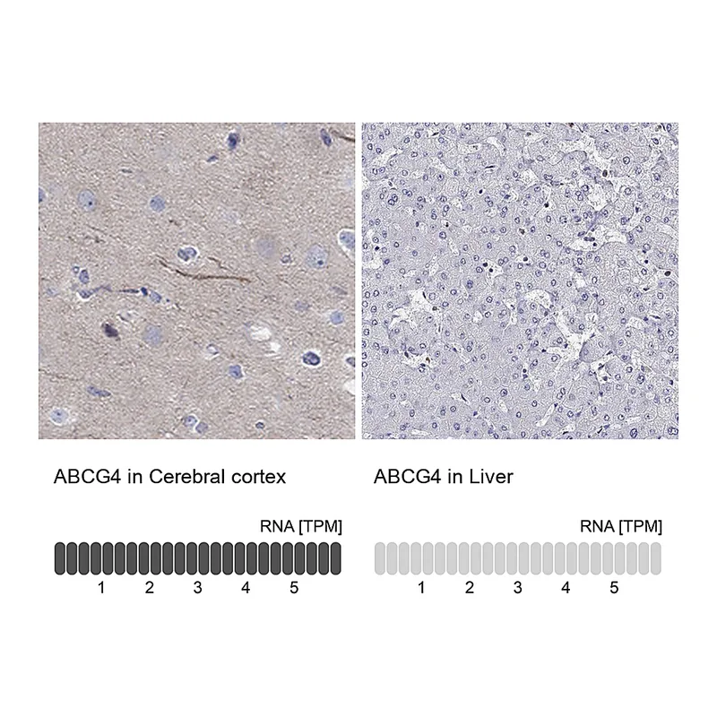 Atlas Antibodies Anti-ABCG4 Antibody